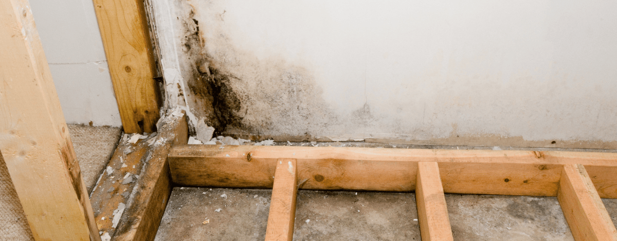 Mold damage inspection