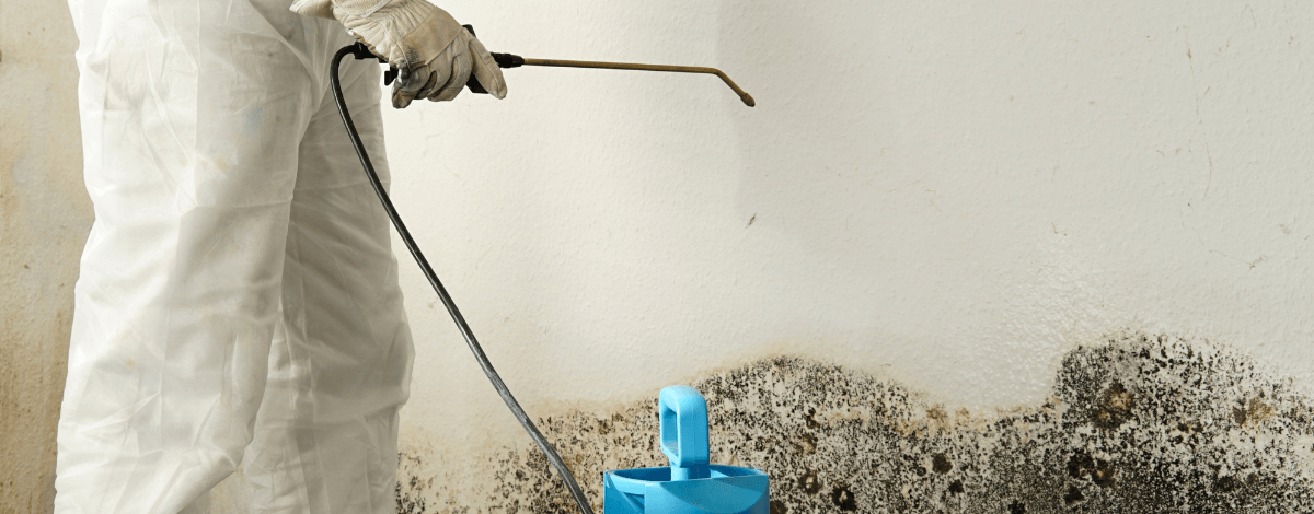 Mold remediation company removing surface mold on wall